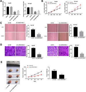 Knockdown of LINC01006 suppressed cell viability, migration and invasion in hepatocellular carcinoma (HCC) cells, and repressed tumour growth in mice. (A) Relative expression of LINC01006 in Hep3B and Sk-Hep1 cells after transfection with shRNA-LINC01006-1 (sh-LINC01006-1), sh-LINC01006-2 and shRNA negative control (sh-NC) was detected by quantitative real-time polymerase chain reaction (qRT-PCR). ⁎⁎P < 0.01, vs. sh-NC. (B) Cell viability in Hep3B and Sk-Hep1 cells was detected by 3-(4, 5-Dimethyl-2-Thiazolyl)-2, 5-Diphenyl-2-H-Tetrazolium Bromide (MTT) assay. *P < 0.05, ⁎⁎P < 0.01, vs. sh-NC. (C) Wound healing rate of Hep3B and Sk-Hep1 cells was detected by wound healing assay. ⁎⁎P < 0.01, vs. sh-NC. (D) Number of invasion cells in Hep3B and Sk-Hep1 cells was detected by transwell assay. ⁎⁎P < 0.01, vs. sh-NC. (E) Three representative images of solid tumours, and the growth of tumours in mice injected with Hep3B cells transfected with Lentivirus vector carrying sh-LINC01006-1 (Lv-sh-LINC01006-1) or Lv-sh-NC. ⁎⁎P < 0.01, vs. Lv-sh-NC.