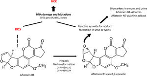Detoxifying route of Aflatoxin B1 (AFB1) and potential effects in the liver.
