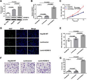 Overexpression of HOBX13 in Hep3B cells promotes cell proliferation and invasion a. The protein expression of HOXB13 in HL-7702, Hep3B and Huh-7 cells detected by WB. b. HOXB13 mRNA expression was analyzed by qRT-PCR. c. CCK8 assay to detect cell proliferation ability. d-e. Cell growth ability is determined by Ki67 and DAPI staining. f-g. Invasion assays in different cell groups.