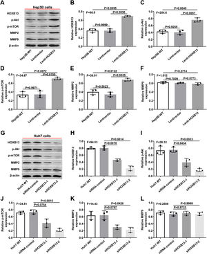 Effects of HOXB13 overexpression or downregulation on protein expression of p-Akt, p-mTOR, MMP2 and MMP9 a. The expression of HOBX13, p-Akt, p-mTOR, MMP2 and MMP9 in Hep3B cells by WB. b-f. Quantification of the expression levels of HOBX13, p-Akt, p-mTOR, MMP2 and MMP9. g. The expression of HOBX13, p-Akt, p-mTOR, MMP2 and MMP9 in Huh7 cells by WB. h-l. Quantification of the expression levels of p-Akt, p-mTOR, MMP2 and MMP9.