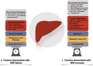 Factors associated with immunosuppression withdrawal failure and success. Ab, antibody; APC, antigen-presenting cells; CLD, Chronic liver disease; ISW, immunosuppression withdrawal; LT, liver transplantation; NK, natural killer; pDC, plasmacytoid dendritic cells. * Through transient elastography-based liver stiffness measurements. ** In conjunction with high serum levels of ferritin and hepcidin-25. *** In adult liver transplantation.