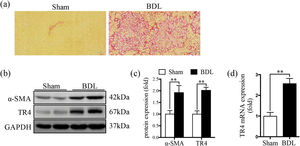 Expression of TR4 was significantly increased in BDL-induced fibrotic liver. (a) Representative images of liver sections stained by SR (100 ×). (b) Western blots showing the protein expressions of α-SMA and TR4. (c) Quantitative analysis of expressions of α-SMA and TR4, using GAPDH as loading control. (d) Results of qPCR showing gene expressions of TR4. Data are presented as mean ± SD (n = 8 per group). ⁎⁎P<0.01. Sham, the sham-operated group; BDL, the bile duct ligation group.