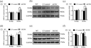 TR4 regulated the expression of RXR α. After TR4 knockdown in JS-1 cells, (a) mRNA expressions of RARβ and RXRα detected by qPCR; (b) protein expressions of RARβ and RXRα detected by Western blot; (c) quantification of RARβ and RXRα proteins. After lentivirus-mediated overexpression of TR4 in JS-1 cells, (d) mRNA expressions of RARβ and RXRα detected by qPCR; (e) protein expressions of RARβ and RXRα detected by Western blot; (f) quantification of RARβ and RXRα proteins. Data are presented as mean ± SD. *P<0.05, ⁎⁎P<0.01. WT, the without transfection cells; LV-control, the control lentiviral cells; shTR4, the TR4 knockdown cells; OETR4, the TR4 overexpression cells.