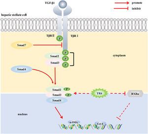 Schematic illustration showing the mechanism by which TR4 triggered the activation of HSCs. TR4 triggered HSCs activation by up-regulating TβRI/Smad2/3 signaling pathway and reducing the level of RXRα, thereby participating in the progression of liver fibrosis.