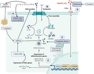 Molecular mechanisms associated to obesity-related fatty liver disease. Obesity induces different molecular mechanisms such (A) hepatic fat accumulation, (B) Inflammation, (C) Oxidative stress and mitochondrial dysfunction, (D) Dysbiosis and (E) Genetics.
