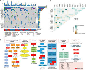 Landscape of genomic aberrations in HCC. (A) A waterfall plot presents the landscape of genomic mutations in HCC, (B) Major epistatic interactions between mutated driver genes occurring ≥10% in HCC, (C) The enrichment condition of Kyoto Encyclopedia of Genes and Genomes pathways in mutated genes based on a hypergeometric test and Bonferroni correction.