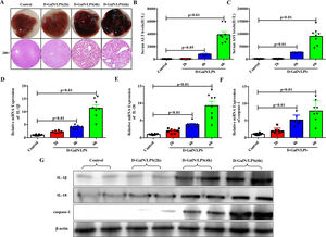 Proinflammatory cytokines and pyroptosis-related protein had higher expression levels as ALF progressed. (A) The gross morphology and HE staining of livers in each group. (B-C) Serum transaminase levels in each group (n=8). (D-F) Gene expressions of IL-1β, IL-18 and caspase-1 were detected by qRT-PCR in each group (n=8). (G) Related proteins were detected by western blotting in the four groups of mice. Representative western blots of two samples from each group were displayed.