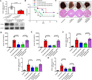 Inhibition of PPARα attenuated the protective effect of VX-765 against ALF. (A) The gene and protein expression levels of PPARα from the VX-765+Control siRNA+D-GalN/LPS-treated mice and the VX-765+PPARα siRNA+D-GalN/LPS-treated mice were measured by qRT-PCR and western blotting respectively (n=8). (B) The survival rate of mice was analyzed (n=10). (C) The gross morphology and HE staining of livers from the D-GalN/LPS group, VX-765+D-GalN/LPS group, VX-765+Control siRNA+ D-GalN/LPS group and VX-765+PPARα siRNA+D-GalN/LPS group. (D-E) Serum transaminase levels from normal control and the above four groups (n=8). (F-H) Gene expressions of IL-1β, IL-18 and NF-κB were detected by qRT-PCR from each group (n=8).