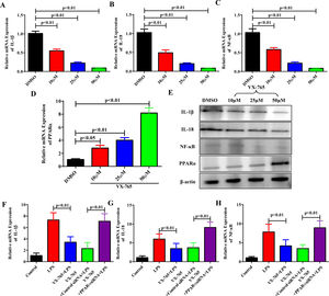 VX-765 inhibited inflammatory responses by upregulating PPARα expression in vitro. (A-D) After being treated with VX-765 at concentrations of 10μM, 25μM and 50μM respectively for 2 hours, LO2 cells were then treated with LPS for 6 hours with the concentration at 20 ng/ml. The gene expressions of IL-1β, IL-18, NF-κB and PPARα were detected by qRT-PCR at different concentrations of VX-765. (E) Protein expressions of IL-1β, IL-18, NF-κB and PPARα were analyzed by western blotting for groups with different concentrations of VX-765. (F-H) Gene expressions of IL-1β, IL-18 and NF-κB were detected by qRT-PCR for the normal control, LPS, VX-765+LPS, VX-765+Control siRNA+LPS and VX-765+PPARα siRNA+LPS groups respectively.