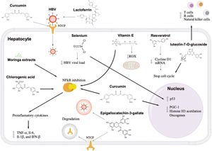 Antiviral and hepatoprotective mechanisms of nutrients against hepatitis B. Lactoferrin and curcumin inhibit the first stage of HBV infection, blocking the viral and hepatocyte receptor, respectively. Epigallocatechin-3-gallate induces the degradation of the entry receptor and viral particles through the induction of autophagosomes. Resveratrol and luteolin-7-o-glucoside show an antitumor effect, arresting the cell cycle of infected cells. Curcumin can activate tumor suppressor genes, such as p53, and decrease factors that favor the transcription of viral genes. In addition, luteolin-7-o-glucoside can induce the proliferation of immune response cells. Liver inflammation can also be controlled with vitamin E, moringa extracts, chlorogenic acid, and curcumin through NFkB pathway inhibition. Also, vitamin E can reduce reactive oxygen species in the mitochondria.