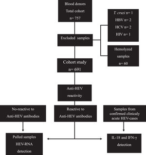 Flow chart of the study. A total of 757 samples from blood donors were collected, of which 691 were included to identify reactivity to anti-HEV IgM/IgG. Sixty samples from seronegative donors, 60 samples from anti-HEV IgM/IgG seropositive donors, and 60 samples from clinically acute HEV patients were then screened for IL-18 and IFN-γ detection. The viral genome was investigated in 60 pooled available positive samples for anti-HEV immunoglobulins.