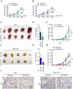 CSNK2A2 regulates HCC cell proliferation in vitro and vivo. A. CCK8 was used to test Huh7 cell proliferation after infection with lentiviruses that expressed shCSNK2A2 or shControl (*P<0.05, Student's t-test). B. Results of CCK8 tests to determine MHCC97H cell proliferation after infection with lentiviruses that expressed shCSNK2A2 or shControl (*P<0.05, Student's t-test). C. Tumors after injecting Huh7-shCSNK2A2 or Huh7-shControl cell lines for six weeks. D-E. Quantification of tumor volume and weight in nude mice after injecting Huh7-shCSNK2A2 or Huh7-shControl cell lines for six weeks (*P<0.05, Student's t-test). F. Tumors after injecting MHCC97H-shCSNK2A2 or MHCC97H-shControl cell lines for six weeks. G-H. Quantification of tumor volume and weight in the mice after injecting MHCC97H-shCSNK2A2 or MHCC97H-shControl cell lines for six weeks (*P<0.05, Student's t-test). I. Anti-Ki67-based staining of xenografted tumors from Huh7-shCSNK2A2 or Huh7-shControl, scale bar, 100 μm. J. Anti-Ki67-based staining of xenografted tumors from MHCC97H-shCSNK2A2 or MHCC97H-shControl, scale bar, 100 μm.