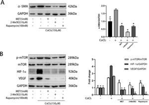 Effect of MET on α-SMA and mTOR/HIF-1α pathway in HSC. Cells were cultured with or without CoCl2 (150 μM), MET (5 mM), 2-MeOE2 (10 μM), and rapamycin (100 nM): (A) Western blot analysis was used to detect the expression of α-SMA; (B) p-mTOR, mTOR, HIF-1α, and VEGF expressions were measured by Western blot analysis. n = 3. #p < 0.05, vs. CoCl2 only treatment; * p < 0.01, vs. CoCl2 only treatment. MET, metformin; HSC, hepatic stellate cell; CoCl2, cobalt chloride; 2-MeOE2, 2-Methoxyestradiol; α-SMA, α-smooth muscle actin; p-mTOR, phosphorylated-mammalian target of rapamycin; mTOR, mammalian target of rapamycin; HIF-1α, hypoxia-inducible factor-1α; VEGF, vascular endothelial growth factor.