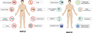 Factors considered for the diagnosis of NAFLD and MAFLD. Evidence of hepatic steatosis (intrahepatic fat of at least 5% of liver weight) by imaging, histology or serum biomarkers is required to integrate the diagnosis of non-alcoholic fatty liver disease (NAFLD). In addition, the presence of any other cause of chronic liver disease must be ruled out. In contrast to NAFLD, the diagnosis of metabolic-associated fatty liver disease (MAFLD) is integrated by the combination of different clinical and biochemical parameters that evidence metabolic dysregulation in the patients (Created with BioRender).