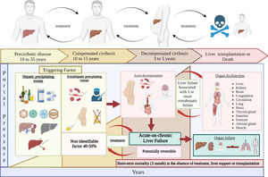 ACLF clinical course.