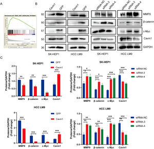 Cavin1 regulates HCC invasion and migration by activating the Wnt/β-catenin axis. A GSEA identifies Cavin1 as the Wnt axis mediator in HCC. B and C Cavin1 overexpression diminishes β-Catenin, c-Myc, and MMP9 expressions, whereas, Cavin1 silencing enhances β-catenin c-Myc and MMP9 expressions. Data is presented as means ± SD of 3 separate experimentations. *p < .05, **p < .01, ***p < .001.
