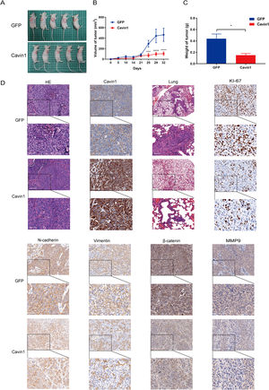 Cavin1 inhibits tumor proliferation and metastasis in vivo. A Representative images of subcutaneous tumor models in nude mice. B Subcutaneous tumor growth curves in nude mice. C Subcutaneous tumor weight in nude mice. D Hematoxylin & Eosin (H & E) staining of subcutaneous tumors and lung tissues of nude mice, IHC was performed to assess Cavin1, Ki-67, E-cadherin, vimentin, β- catenin, and MMP9 expressions in HCC. Data is presented as means ± SD of 3 separate experimentations. *p < .05, **p < .01, ***p < .001. Scale bar = 100μm.