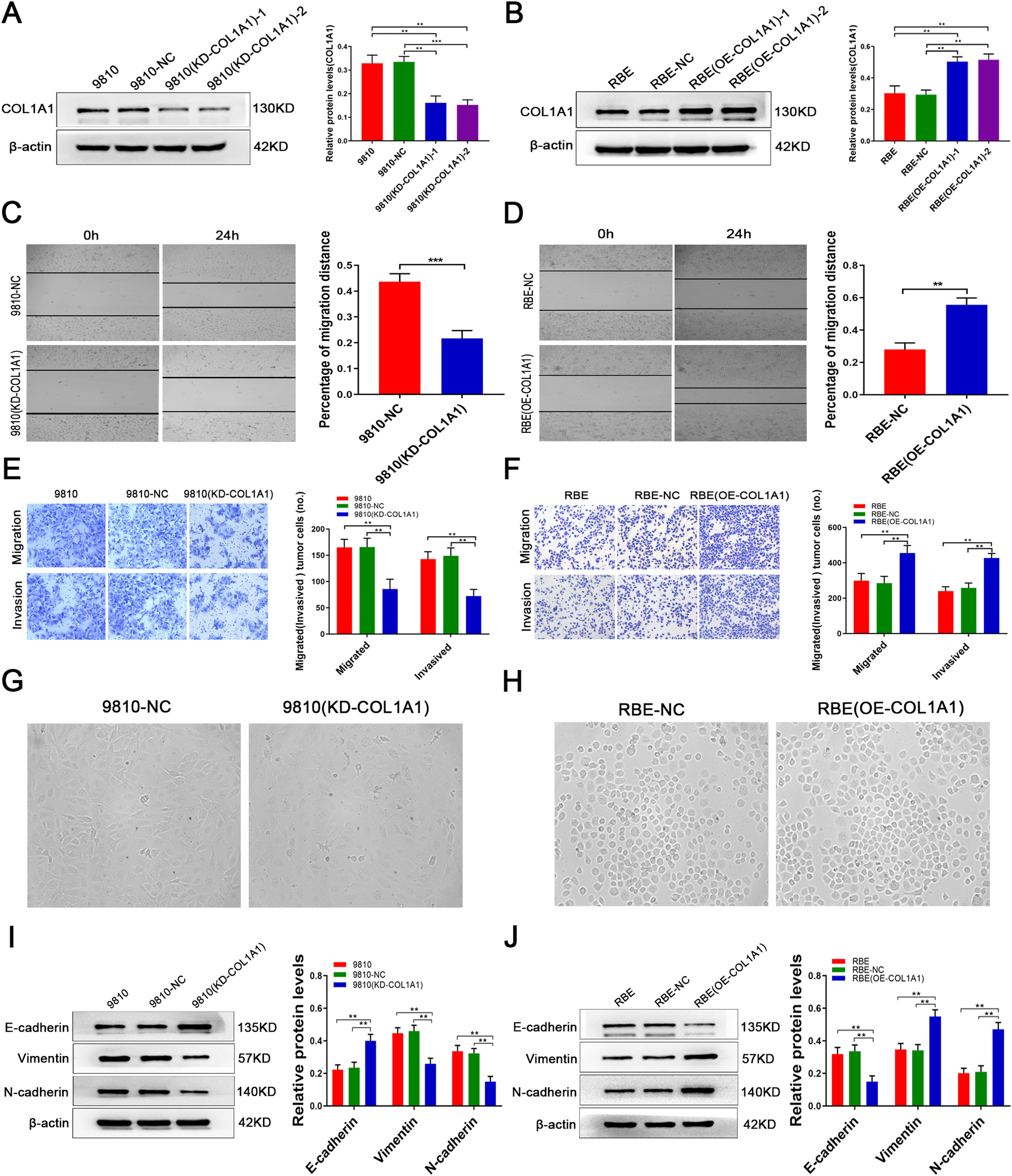 Matrix metalloproteinase-2 inducing COL1A1 synthesis via integrin alpha ...