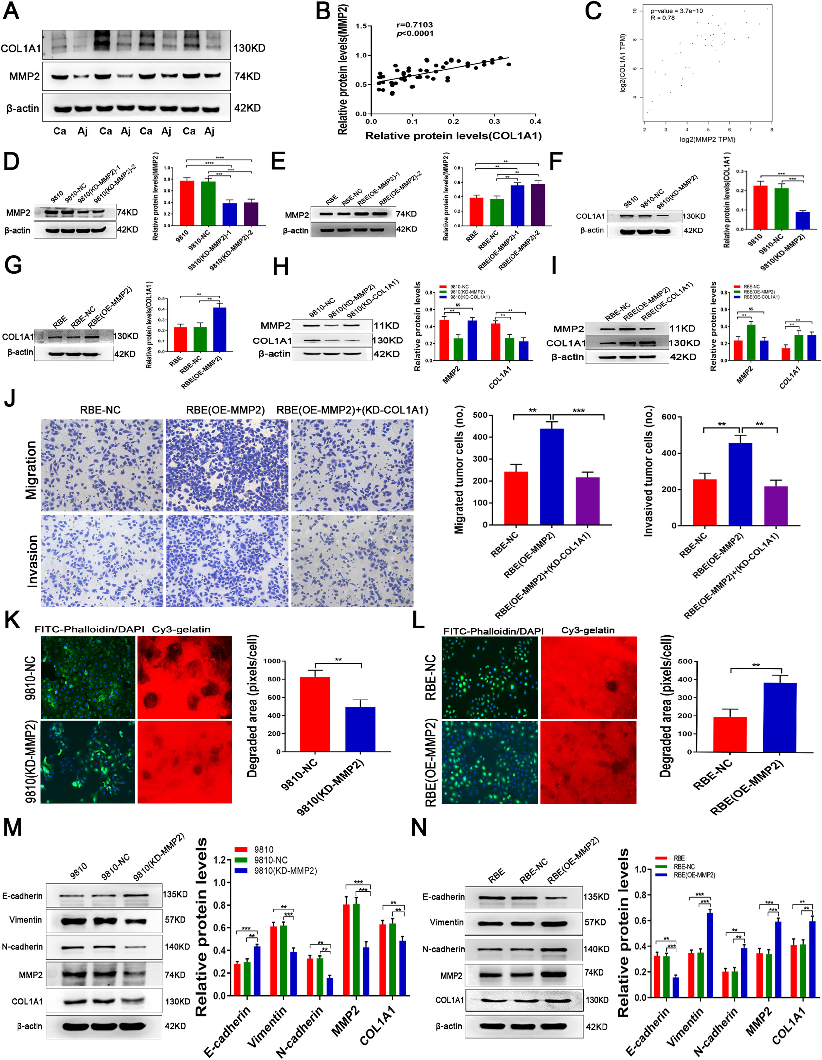 Matrix metalloproteinase-2 inducing COL1A1 synthesis via integrin alpha ...