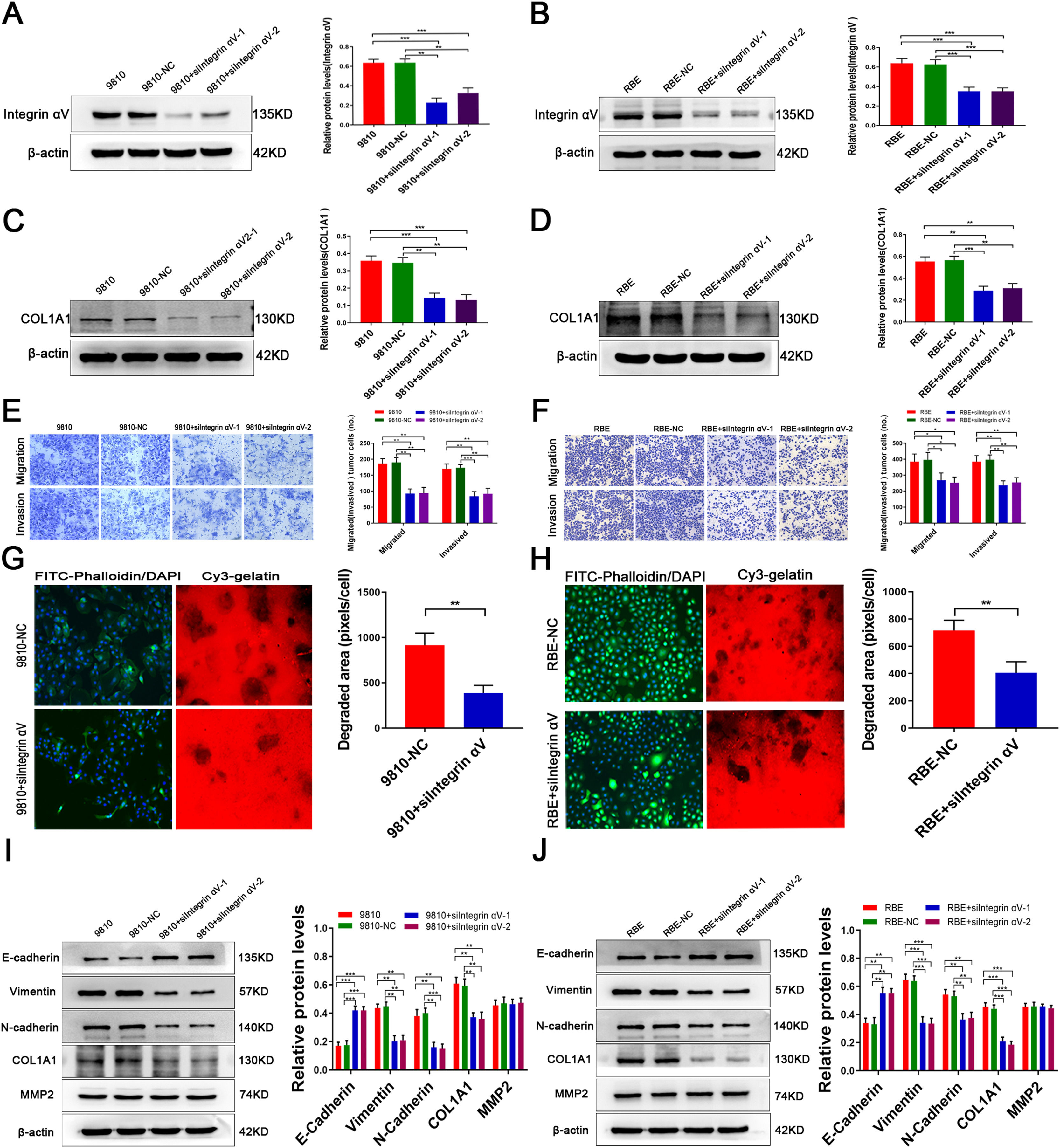Matrix metalloproteinase-2 inducing COL1A1 synthesis via integrin alpha ...