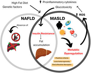 MASLD: new term and shared features with NAFLD.