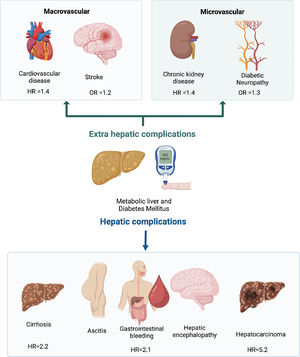 Clinical consequences of MASLD and type 2 diabetes association (created with BioRender.com) HR, hazard ratio; OR, odds ratio