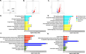 Genome-wide transcriptome profile. Volcano plots for the pairwise comparisons: A. T1 vs. T0, B. T2 vs. T1, and E. T2 vs T0. Blue and red dots represent up-regulated and down-regulated genes, respectively (according to the log2FC and FDR, see Methods). Top GO terms and pathways enriched by GO, KEGG, and Reactome were obtained for the genes showing up-regulation on T2 vs. T1 (C and D) and T2 vs T0 (F and G). Functional enrichment was performed using g:Profiler. The set of genes for GO/Pathway enriched was represented by the number at the right of each horizontal bar. The vertical dashed lines represent significant at p≤0.05.