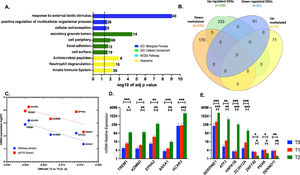 Validation of interesting targets from methylome and transcriptome datasets. A. Functional enrichment of the 175 differential methylated promoters in T2 vs. T0. The set of genes for GO/Pathway enriched was represented by the number at the right of each horizontal bar. The vertical dashed lines represent significant at p≤0.05. B. Venn diagrams depicting the overlap between differential methylated promoters and differential expressed genes, coding for proteins (T2 vs. T0). C. Differential methylation by microarrays vs. mRNA differential expression by RNAseq and qPCR for the 5 common genes. D and E. mRNA relative expression by qPCR for the 5 common and the 7 additional selected genes at T0, T1 and T2. Data are shown as mean ± SD. Group comparison by one-way ANOVA *p < 0.05, ** p < 0.01, *** p < 0.001.