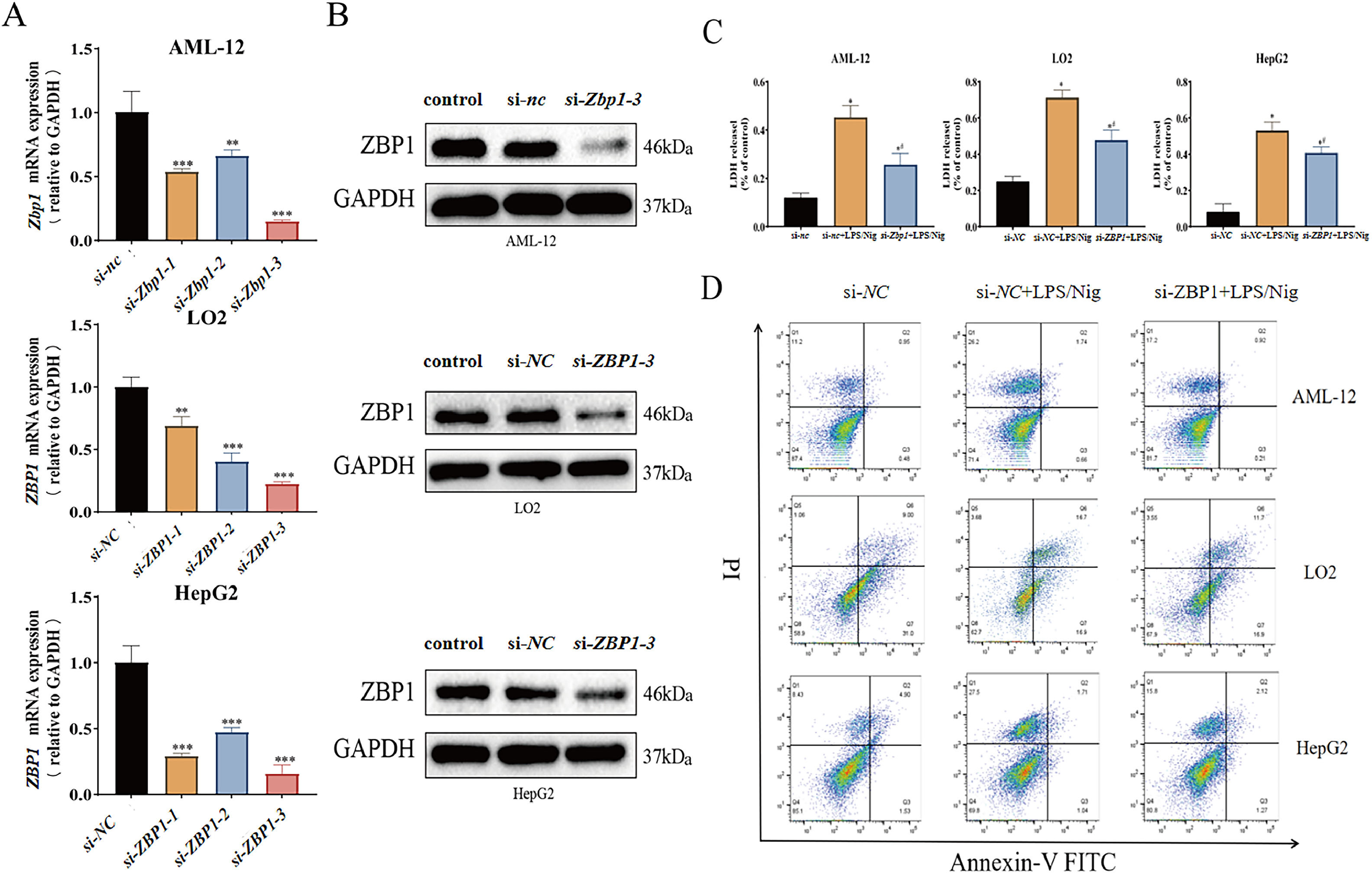 ZBP1 promotes hepatocyte pyroptosis in acute liver injury by regulating ...