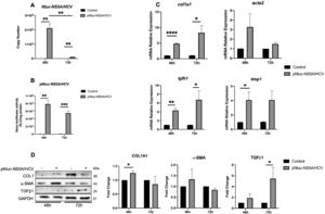 NS5A effect on the regulation of HSC activation biomarkers in LX2 cells. Huh7 cells were transfected with pNluc-NS5A/HCV for 24 h and were co-cultured with LX2 for 48 and 72 h, then HSC activation biomarkers expression was evaluated in LX2 cells. (A) Transfection efficiency by quantitation of Copy number of pNluc-NS5A/HCV mRNA transcript by RT-qPCR in co-cultured Huh7 cells and (B) Protein level of pNluc-NS5A/HCV determined by the nanoluc activity in co-cultured Huh7 cells. (C) mRNA relative expression of col1a1, acta2, tgfb1 and timp1 normalized to gapdh and actb evaluated by RT-qPCR in co-cultured LX2 cells. (D) Protein levels of Collagen1, α-SMA, TGFβ1 and GAPDH by Western blot and densitometry analysis in co-cultured LX2 cells. Graphical results are presented as mean ± SEM of three independent experiments. T-test, ****p < 0.0001, ***p < 0.001, **p < 0.01, *p < 0.05.