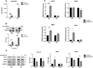 Core effect on the regulation of HSC activation biomarkers in LX2 cells. Huh7 cells were transfected with pCore/HCV for 24 h and were co-cultured with LX2 for 48 and 72 h, then HSC activation biomarkers expression was evaluated in LX2 cells. (A) Transfection efficiency by quantitation of Copy number of pCore/HCV mRNA transcript by RT-qPCR and (B) protein level of pCore/HCV determined by Western Blot in co-cultured Huh7 cells. (C) mRNA relative expression of col1a1, acta2, tgfb1 and timp1 normalized to gapdh and actb evaluated by RT-qPCR in co-cultured LX2 cells. (D) Protein levels of Collagen1, α-SMA, TGFβ1 and GAPDH by Western blot and densitometry analysis in co-cultured LX2 cells. Graphical results are presented as mean ± SEM of three independent experiments. T-test, ****p < 0.0001, ***p < 0.001, **p < 0.01, *p < 0.05.
