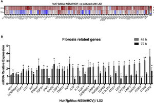 Fibrosis-related genes expression regulation in Huh7 [pNluc-NS5A/HCV] during co-cultured with LX2 cells. Huh7 cells were transfected with pNluc-NS5A/HCV for 24 h and were co-cultured with LX2 for 48 and 72 h, then 84 fibrosis-related genes expression were evaluated in Huh7 cells. (A) Heat map of the relative expression of fibrosis-related genes evaluated by the RT2 Profiler human fibrosis PCR Array. (B) mRNA relative expression of differentially expressed fibrosis-related genes. The dotted line represents the relative mRNA expression of control group. Graphical results are presented as mean ± SEM of three independent experiments. Student T-test, **p < 0.01, *p < 0.05.