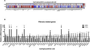 Fibrosis-related genes expression regulation in Huh7 [pCore/HCV] during co-cultured with LX2 cells. Huh7 cells were transfected with pCore/HCV for 24 h and were co-cultured with LX2 for 48 and 72 h, then 84 fibrosis-related genes expression were evaluated in Huh7 cells. (A) Heat map of the relative expression of fibrosis-related genes evaluated by the RT2 Profiler human fibrosis PCR Array. (B) mRNA relative expression of differentially expressed fibrosis-related genes. The dotted line represents the relative mRNA expression of control group. Graphical results are presented as mean ± SEM of three independent experiments. Student T-test, ##p < 0.0001, #p < 0.001, **p < 0.01, *p < 0.05.