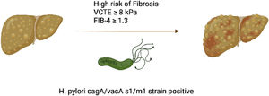 H. pylori cagA/vacA s1/m1-positive carrier association with non-invasive markers of high-risk of fibrosis in non-alcoholic fatty liver disease. Figure created with BioRender.com.