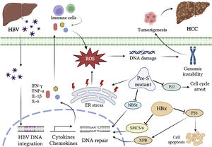 Genomic instability caused by chronic HBV infection. HBV infection triggers the activation of inflammation responses and secretion of various cytokines and chemokines. The inflammatory cytokines, such as IL-1β, IL-6, IL-15, and TNF-α, and chemokines, such as IL-8 and GRO-alpha, lead to the production of ROS and RNS, both resulting in DNA damage. In addition, the viral proteins interact with host factors and activate the carcinogenic pathways. HBx binds to p53 and inhibits its function in apoptosis and DNA repair. HBx also targets the SMC5/6 complex for degradation, leading to the abrogation of DNA repair. The HBV surface protein pre-S mutant predominantly accumulates in the ER and activates the ER stress signaling pathway, which induces oxidative DNA damage and gene mutation. The pre-S2 mutant LHBS causes degradation of the cyclin-dependent kinase inhibitor p27Kip1 and a failure in the cell cycle checkpoint. It also causes a nuclear translocation deficiency of DNA DSB repair factor NBS1, leading to genomic instability. Integration of HBV DNA into the host genome causes genetic damage and insertional mutagenesis of the genes involved in carcinogenesis. Chronic HBV infection induces genomic instability through multiple processes, which render the hepatocyte at high risk of hepatocarcinogenesis.