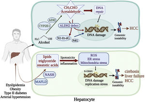 Genomic instability caused by alcohol and MAFLD. (Top) The alcohol breakdown product acetaldehyde is a highly reactive compound that interacts with DNA repair proteins and inhibits their functions. Acetaldehyde also induces deoxynucleotide adducts, such as N2-Et-dG PdG, which are highly mutagenic. ALDH2 is the most critical defense enzyme against the acetaldehyde toxicity. Mutation of the ALDH2 gene renders the hepatocyte susceptible to HCC. (Bottom) MAFLD is related to dyslipidemia, obesity, type 2 diabetes, and arterial hypertension. Some individuals with NAFLD can develop NASH, marked by fatty liver-associated inflammation, cirrhosis, and potentially liver failure. Accumulation of excessive lipids in the liver triggers a cascade of stress-induced responses in the ER and mitochondria, leading to oxidative DNA damage and genomic instability.