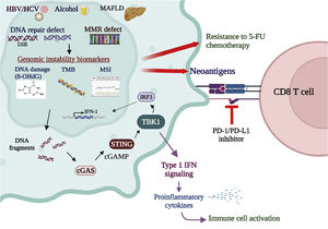 Genomic instability biomarkers associated with cancer therapies. MSI, representing deficiency in DNA MMR, is correlated with resistance to the 5-FU chemotherapy. On the contrary, genomic instability in the tumor enhances the killing effects of immunotherapies. MSI-H enhances neoantigen production and stimulation of T-cell immune surveillance, leading to favorable responses to PD-1/PD-L1 antibody immune therapies. TMB, measured by whole-exome sequencing or multigene cancer panels, is also a predictive biomarker for response to immune checkpoint inhibitors. High TMB amplifies the neoantigen load, activating lymphocytes and enhancing cancer susceptibility to immunotherapies. DNA fragmentation caused by DNA repair deficiency activates the cGAS-STING pathway, crucial in activating immune responses. Activation of the cGAS-STING pathway co-administrated with other cancer immunotherapies, such as ICI inhibitors and antibodies, is thought to enhance the tumor-killing effects. In addition, the STING downstream molecule TBK1, which mediates the cGAS-STING signaling for type I interferon expression, is also a promising target for cancer immunotherapies. In the tumor cell, the status of genomic instability, presented by various biomarker panels such as MSI, TMB, and cGAS-STING activation, is vital for evaluating treatment responses to anticancer chemo- and immuno-therapies.
