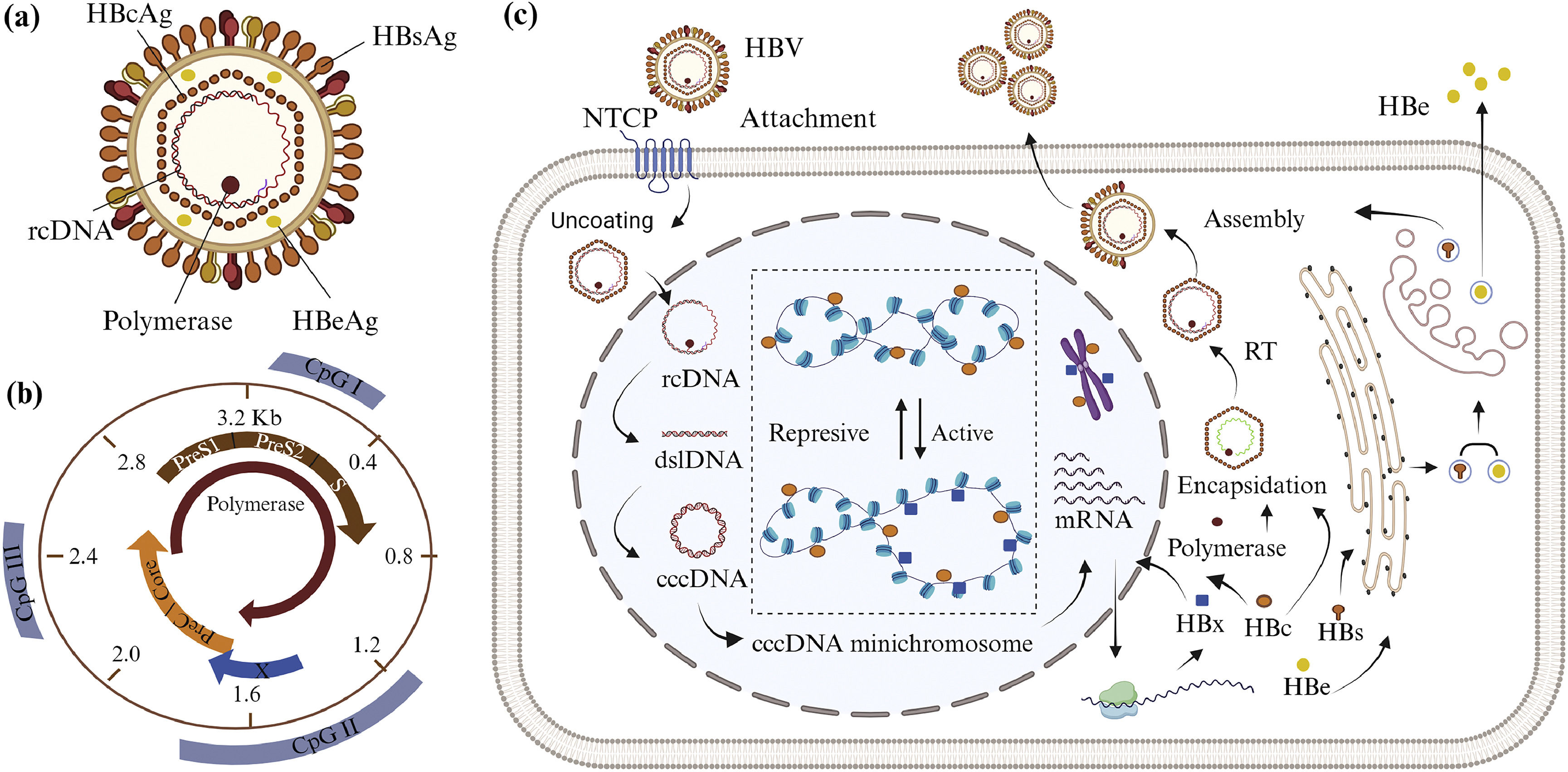 cccDNA epigenetic regulator as target for therapeutical vaccine ...