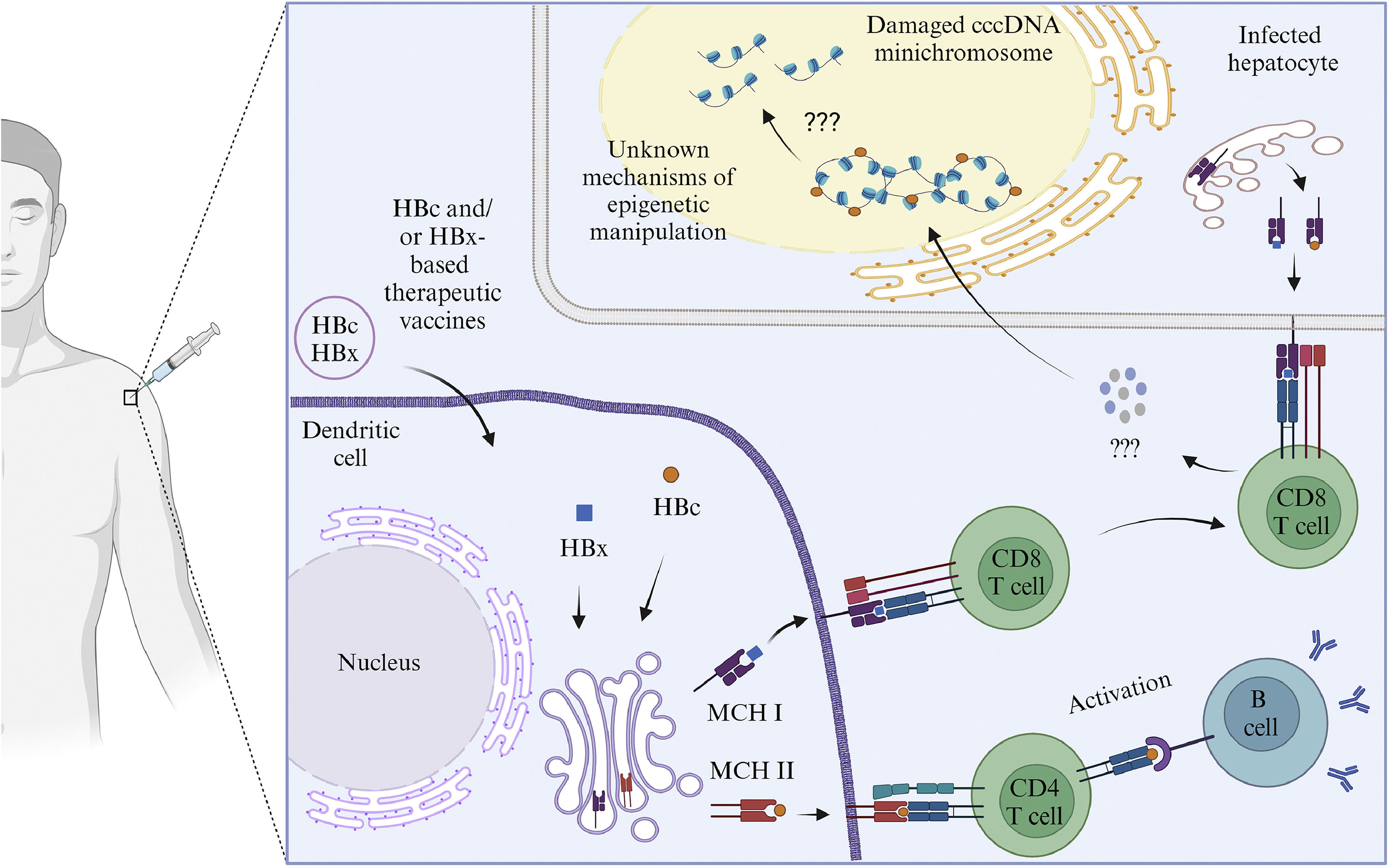 cccDNA epigenetic regulator as target for therapeutical vaccine ...