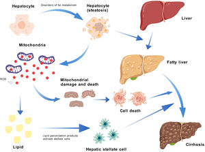 Impact of Metabolic Disorders on Liver via ROS Production. Factors like insulin resistance, obesity, hypertension, and dyslipidemia disrupt lipid metabolism, causing lipid accumulation in hepatocytes and transforming a normal liver into a fatty liver. This shift increases mitochondrial respiratory activity and ROS production, which damages mitochondria and induces lipid peroxidation. The resulting ROS and peroxidation products activate hepatic stellate cells, contributing to liver fibrosis progression. ROS: reactive oxygen species.