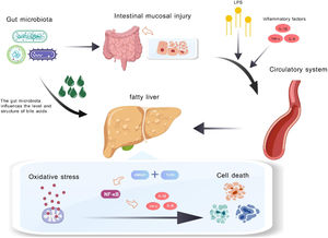 Impact of Gut Microbiota Disruption on Liver Inflammation and Cell Death. In MASLD patients, changes in gut microbiota led to intestinal damage and increased permeability, allowing lipopolysaccharides (LPS) and inflammatory factors (TNF-α, IL-1β, IL-6) to enter the bloodstream and reach the liver. Additionally, altered gut microbiota disrupts bile acid metabolism, intensifying hepatic inflammation and oxidative stress. This ROS buildup activates nuclear factor kappa B (NF-κB) signaling via TLR4, promoting inflammation and hepatocyte death.