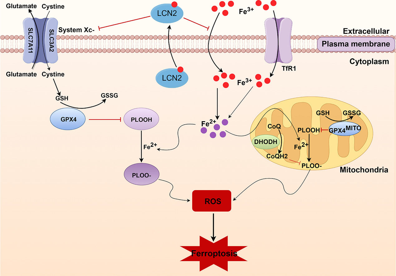 Schematic representation of the mechanism of LCN2 in ferroptosis in DOX-induced liver injury in mice Schematic representation of the mechanism of LCN2 in ferroptosis in DOX-induced liver injury in mice