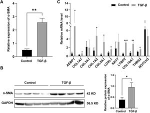 Validation of the Key DEGs. A. The detection of mRNA expressions of α-SMA in the LX-2 cells by qPCR. B. Western blot detection of α-SMA in the LX-2 cells. C: The detection of mRNA expressions of 11 hub genes in cell model by qPCR.