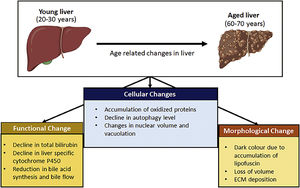 Age related changes observed in liver during chronological ageing.