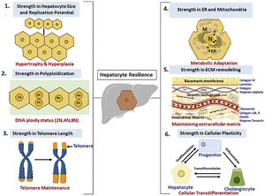 Adaptive strategies utilized by hepatocytes for resilience in the face of chronological aging: (1) Cellular hypertrophy in conditions of increased demand, (2) Ploidy conveyor and ploidy reversal, (3) Increased telomere length of hepatocytes, (4) Inter-organellar stress response mechanism for meatbolic adaptation, (5) remodelling of extracellular matrix for homeostasis and (6) Cellular plasticity and memory during regeneration.
