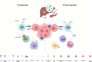 Cellular signaling and interaction in the tumor microenvironment (TME) in response to immune-checkpoint targeting. Left: In ICI responders, there is an increase in IFN-g and TNF-a in cytotoxic T cells, along with an increase in CXCL9, CXCL10, and CXCL11, which are key chemokines binding to CXCR3, supporting the recruitment of CXCR3+CD8+ effector memory T (TEM) cells in responders. There is enrichment of M1 macrophages that possess anti-tumor properties with IFN-g and TNF-a secretion. Right: In ICI non-responders, there is an increase in the abundance of immunosuppressive cells, including M-MDSC and PMN-MDSC, which mediate immunosuppressive effects through Arg-1 and ROS, coupled with an increase in checkpoint expression of TIM-3 and PD-1 in CD8+ T cells in an exhausted state, and a decrease in CD4+ T helper 1 cells, leading to HCC tumor escape. (Created with BioRender.com).