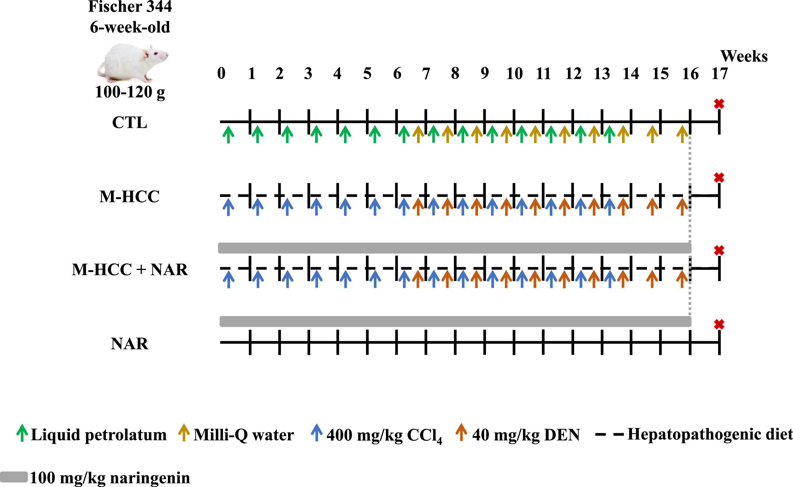 Nar Injection Naringenin attenuates early hepatocarcinogenesis induced by a MASH ...