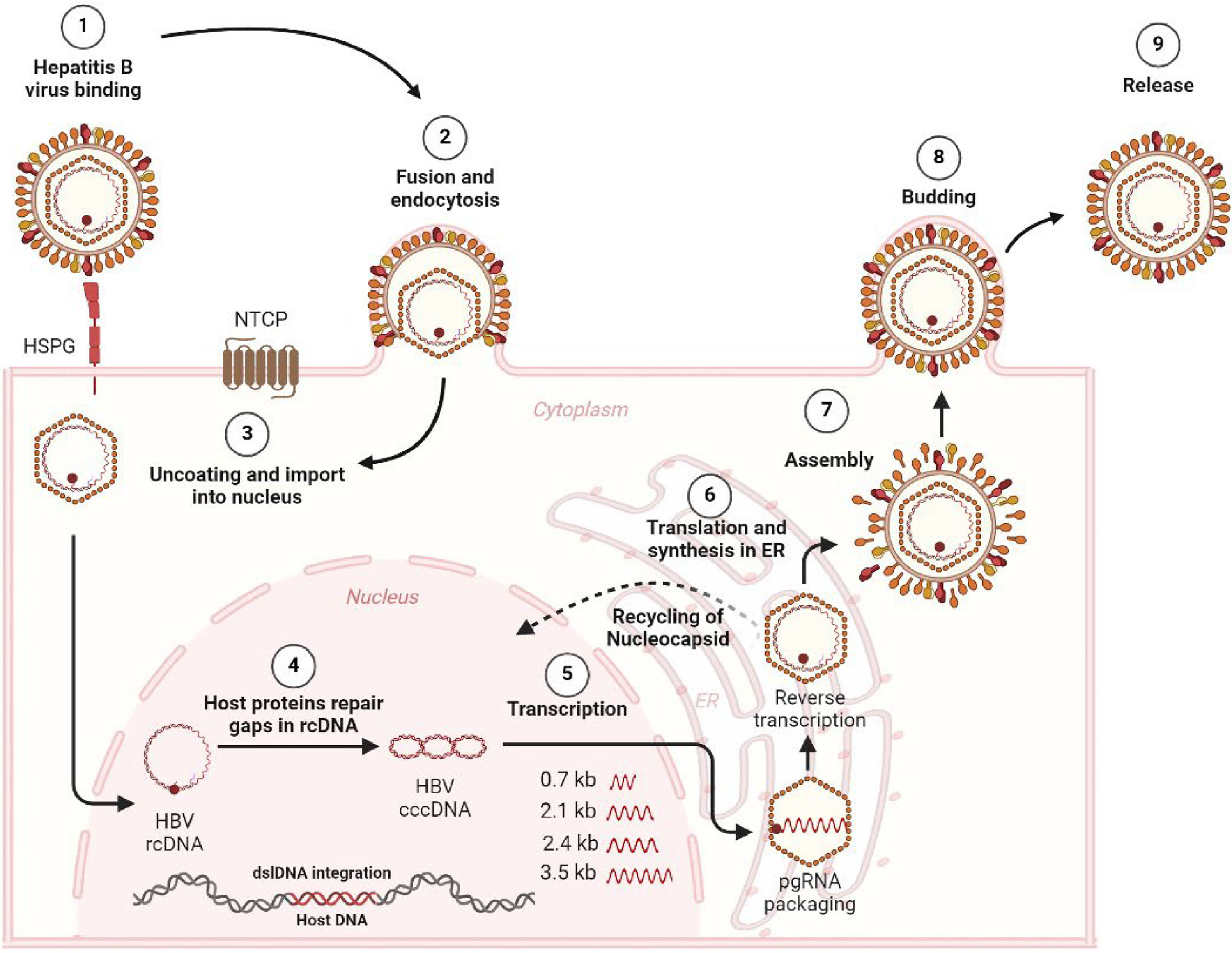 Chronic hepatitis B virus persistence: Mechanisms, consequences and ...