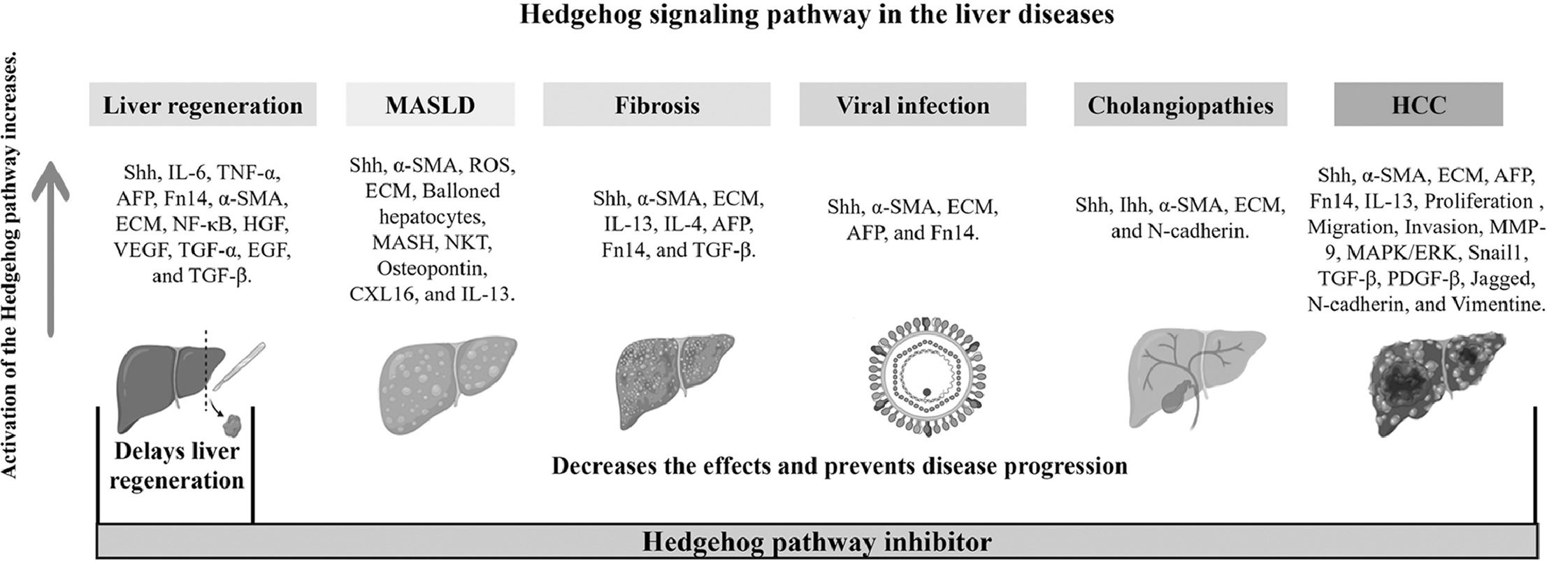 Involvement of the hedgehog signaling pathway in liver diseases ...