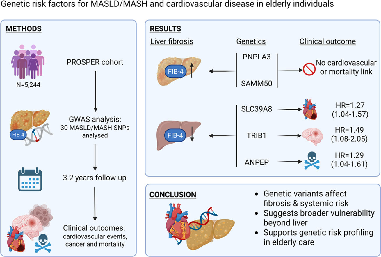 Genetic risk factors for MASLD/MASH and cardiovascular disease in elderly  individuals | Annals of Hepatology